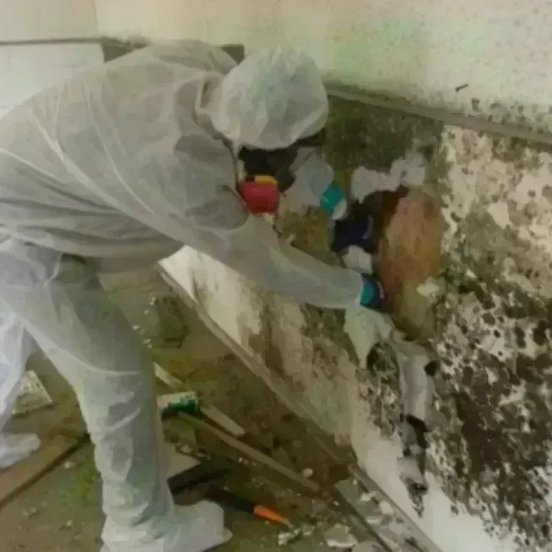 Mold Remediation and Removal in Yelm, WA